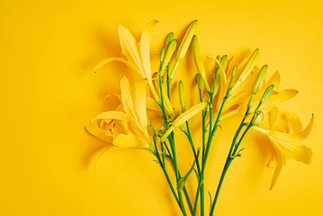 Taglilie auf dem gelben Hintergrund © Maksim Shebeko