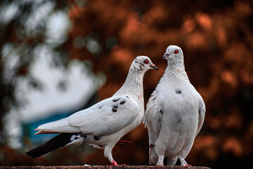 Two doves