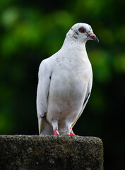 white dove on the wall