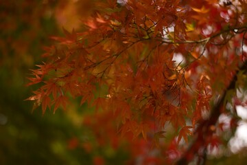 red maple leaves