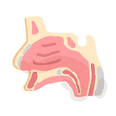 Nose anatomy; Hand drawn vector illustration like woodblock print