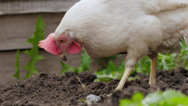 Chickens walk around the garden and peck at worms.