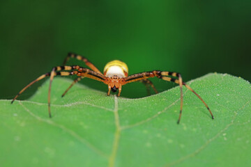 Spiders on wild plants, North China