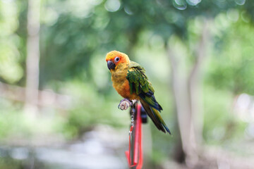 Parrot Sun Conure beautiful parrot on a branch. Parrot, a friend who speaks human language.