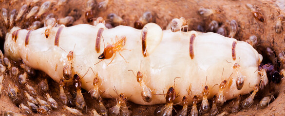 termite and queen termite in hole