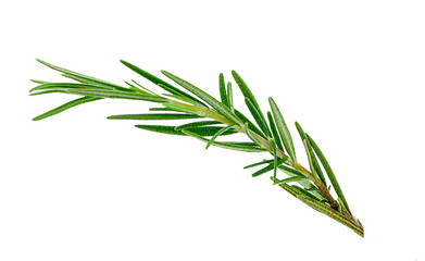Fresh green sprigs of rosemary isolated on a white background