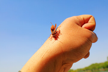 Bees on human fingers, North China