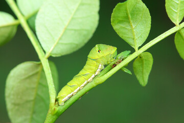 Papilio Zanthoxylum lives on wild plants in North China