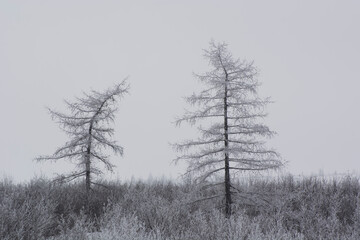 Obraz na płótnie Canvas tree in the snow, tree in the tundra, fog in winter