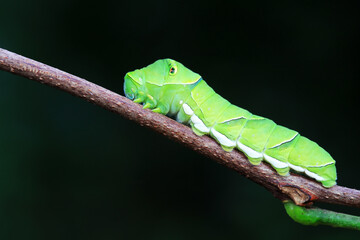 Papilio Zanthoxylum lives on wild plants in North China