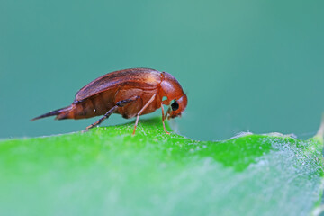 Coleoptera flower fleas crawling on weeds