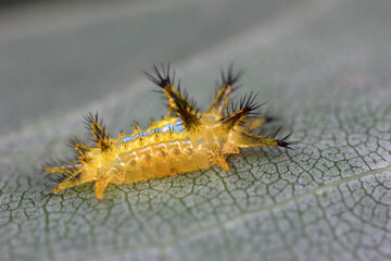 The larvae of moths are covered with bristles and look terrible