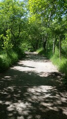 Obraz premium path in the woods