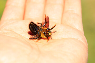 Xylocopa appendiculata crawling on human hands