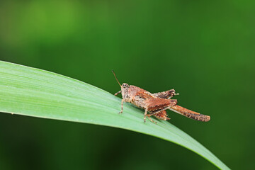 Grasshoppers live on wild plants, North China