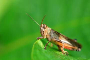 Grasshoppers live on wild plants, North China