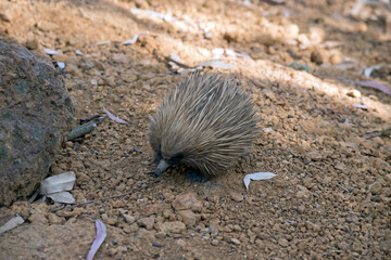 the short nosed echidna has spikes for defence against preditors