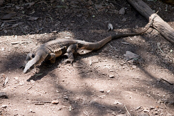 the lace lizard is moving along the ground
