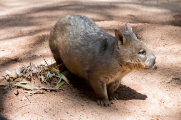 the hairy nosed wombat lives underground during the day