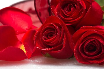 Closeup of red roses with dew drops