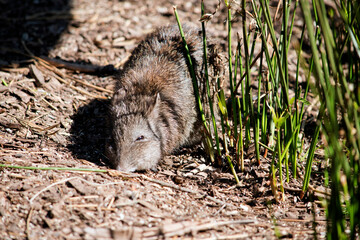 the long nose potoroo is looking for food