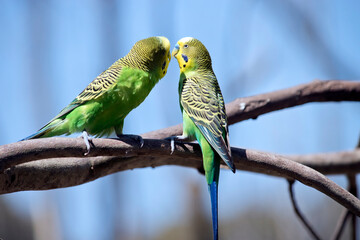 the two parakeets are perched on a branch