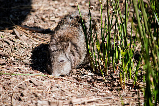 the long nose potoroo is looking for food