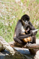 the spider monkey is eating while holdong her baby