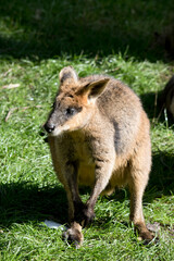 Naklejka premium the swamp wallaby is brown, black and white