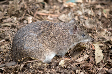 the southern brown bandicoot is a small marsupial often mistaken for a rat