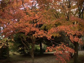 紅葉