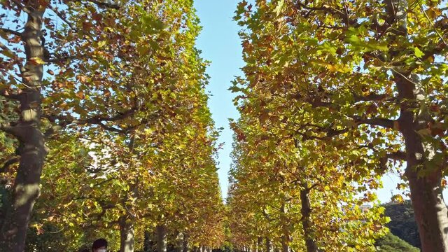 東京都新宿区にある公園の秋の景色