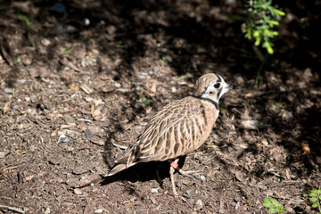 the inland dotteral is light brown, dark brown, with brown eyes and white face