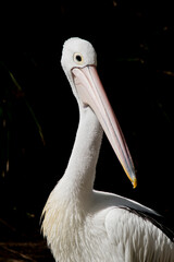 the Australian pelican is a white and black bird with a pink bill