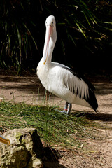 the Australian pelican is a white and black bird with a pink bill