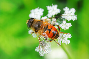 Flies on plants in the nature, North China Plain