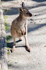 Fototapeta premium this is a joey western grey kangaroo
