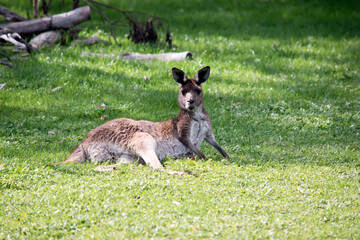 Fototapeta premium The western grey kangaroo is resting on the grass