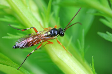 Bees on wild plants, North China