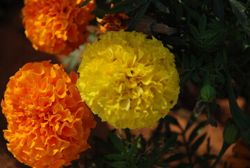 Pictures of various sweets