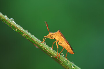 stinkbug on plant leaves in nature, North China Plain