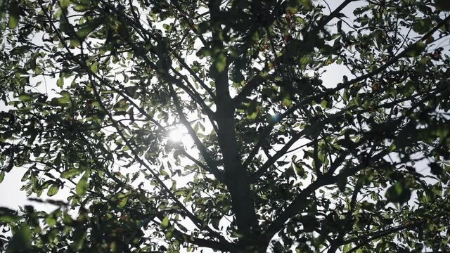 La lumi&egrave;re du soleil visible &agrave; travers les feuilles
