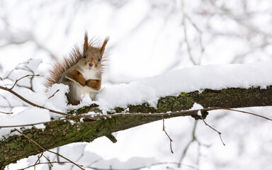 Écureuil roux assis sur une branche d& 39 arbre dans la forêt d& 39 hiver et regardant à huis clos