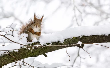 Foto op Plexiglas rode eekhoorn zittend op een boomtak in het winterbos en in de camera kijkend © Mr Twister