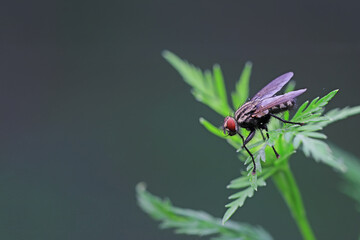 Flies on plants in the nature, North China Plain