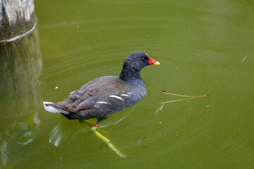 Black bird in the lake
