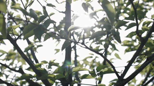 La lumi&egrave;re du soleil visible &agrave; travers les feuilles