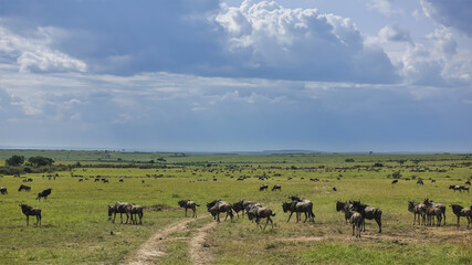 Fototapeta na wymiar A dirt road winds through the green grass of the savannah. Everywhere, to the horizon, herds of wildebeest are visible. There are clouds in the sky. Great migration of animals. Kenya. Masai Mara Park