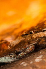 Small lizard in a rock in Thailand. - 394059504
