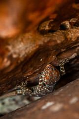 Small lizard in a rock in Thailand. - 394059512